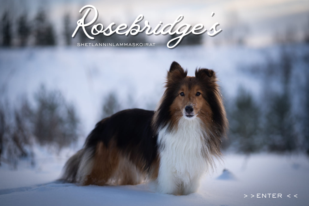 Tervetuloa Rosebridge's kennelin kotisivuille.